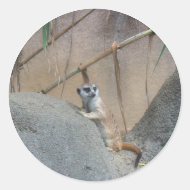 Peerkat Meerkat Classic Round Sticker (Front)