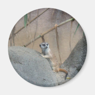 Peerkat Meerkat Magnet