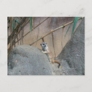Peerkat Meerkat Postcard