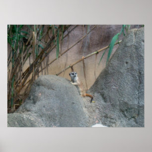 Peerkat Meerkat Poster