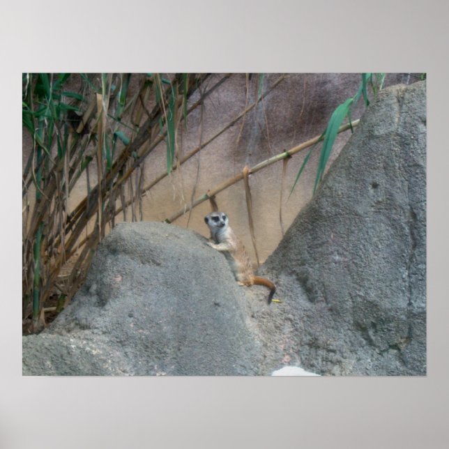 Peerkat Meerkat Poster (Front)