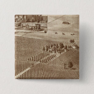 Peerless Vineyard, Hanford, Cal 15 Cm Square Badge
