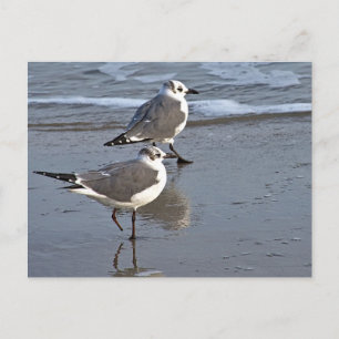 Peggy the One Footed Sea Gull of Galveston, TX Postcard