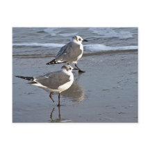 Peggy the One Footed Sea Gull of Galveston, TX