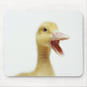 Pekin duck chick, head-shot mouse pad