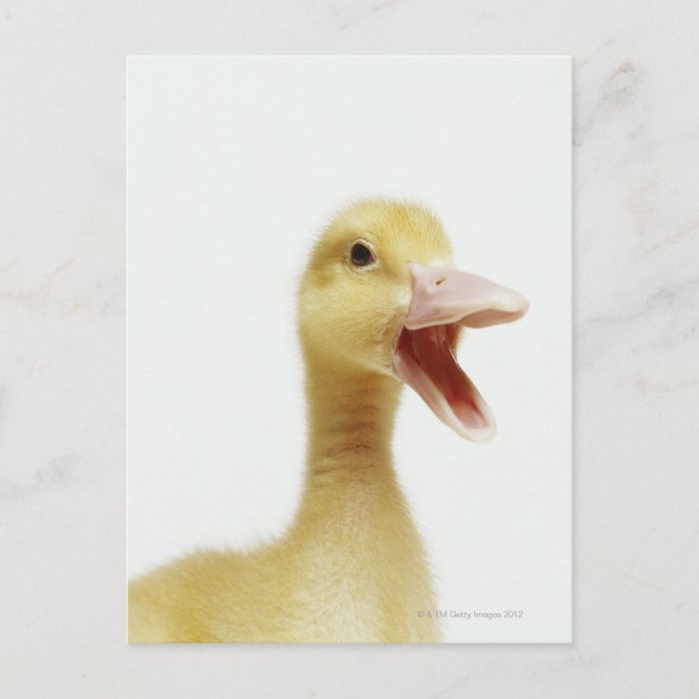Pekin duck chick, head-shot postcard (Front)