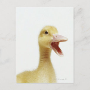Pekin duck chick, head-shot postcard
