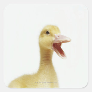 Pekin duck chick, head-shot square sticker