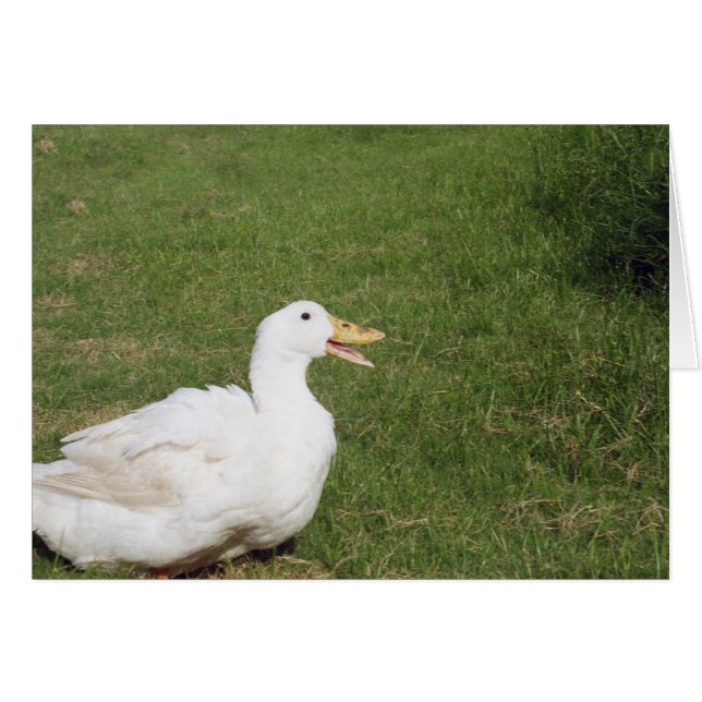 Pekin duck with open bill on green grass (Front Horizontal)
