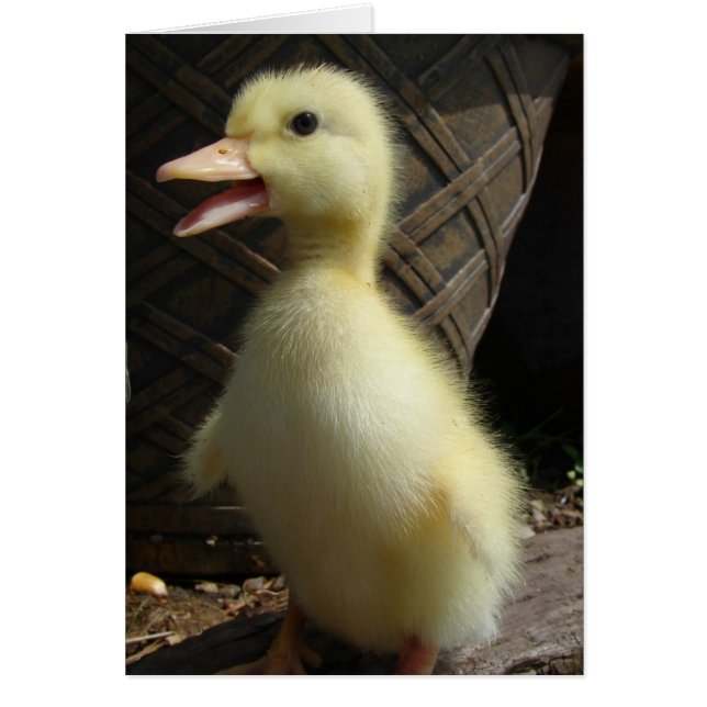 Pekin Duckling (Front)