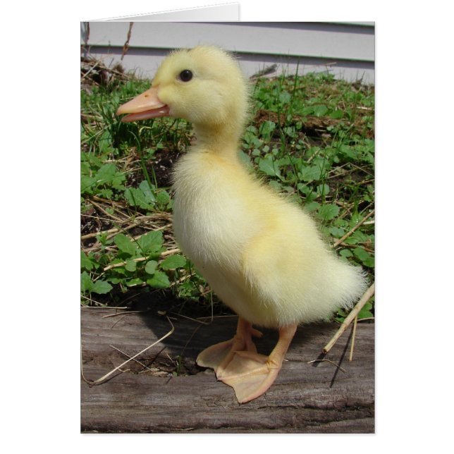Pekin Duckling (Front)