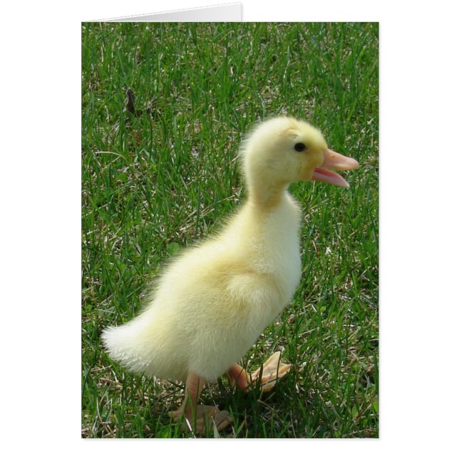 Pekin Duckling (Front)