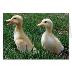 Pekin Ducklings