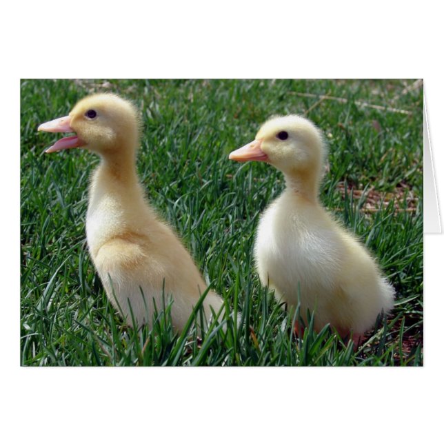 Pekin Ducklings (Front Horizontal)