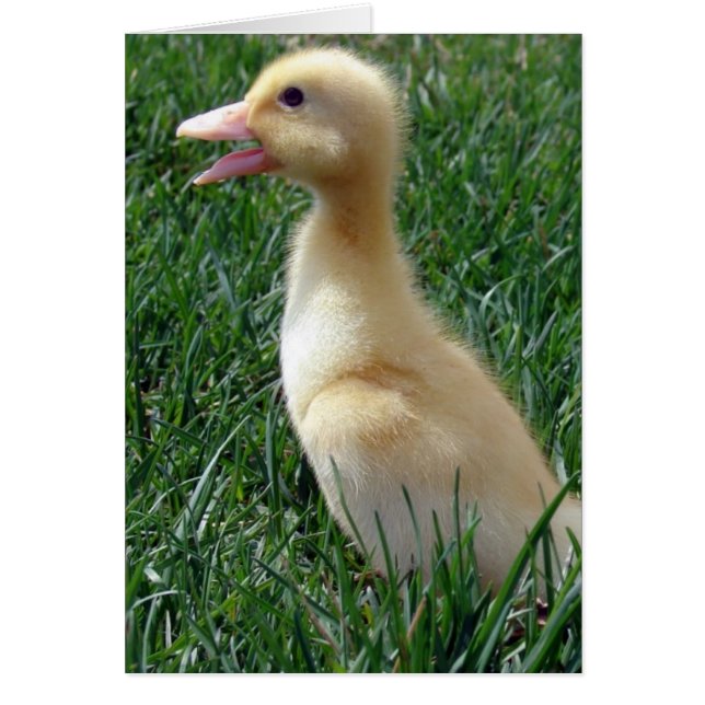 Pekin Ducklings (Front)