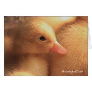 Pekin Ducklings Card