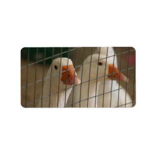 Pekin ducks in cage picture label