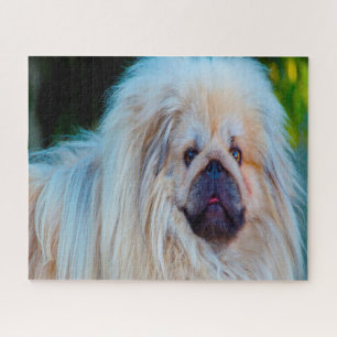 Pekinese Dog. Jigsaw Puzzle