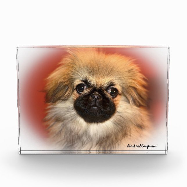 Pekinese Dog. Photo Block (Front)