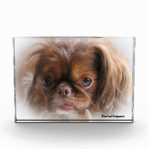 Pekinese Dog. Photo Block