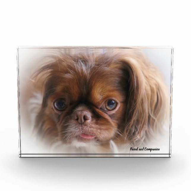Pekinese Dog. Photo Block (Front)
