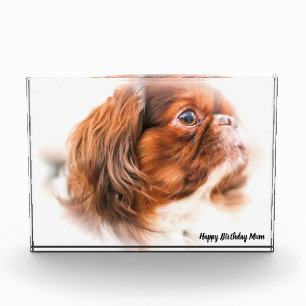 Pekinese Dog Photo Block