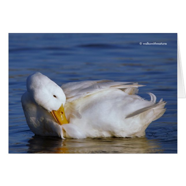 Peking Duck Smiling a Mona Lisa Smile in the Sun (Front Horizontal)