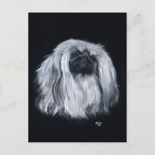 Pekingese Black & White Postcard