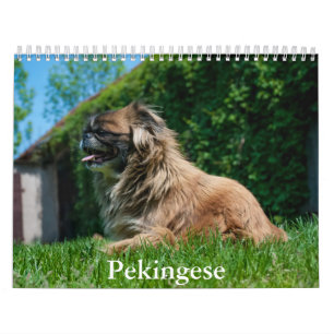 Pekingese Calendar