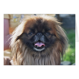 Pekingese card