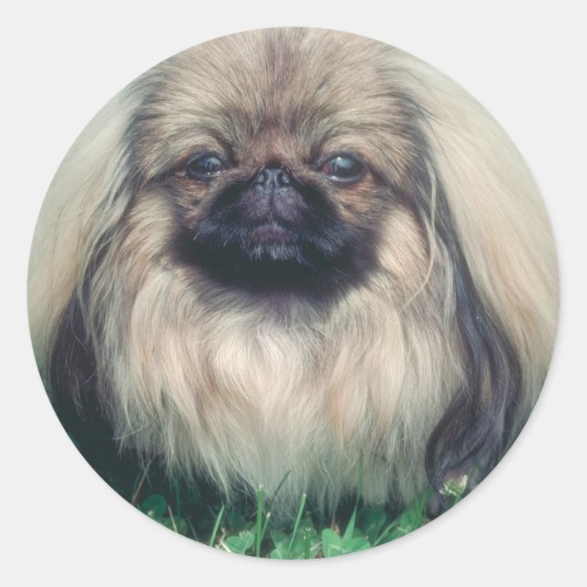 Pekingese Classic Round Sticker (Front)