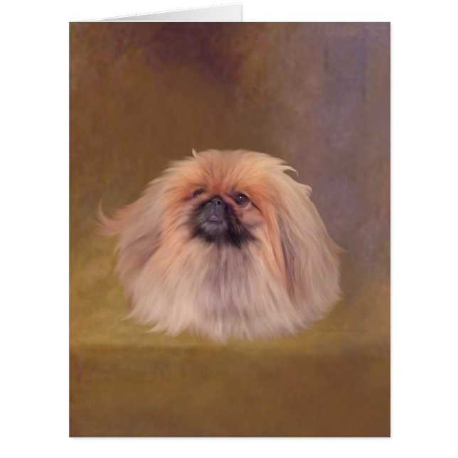 Pekingese Dog (Front)