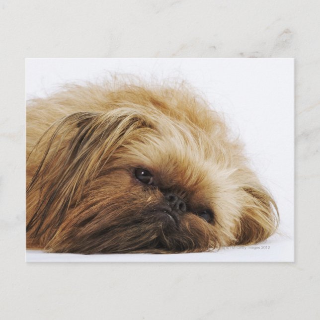 Pekingese dog, close up postcard (Front)