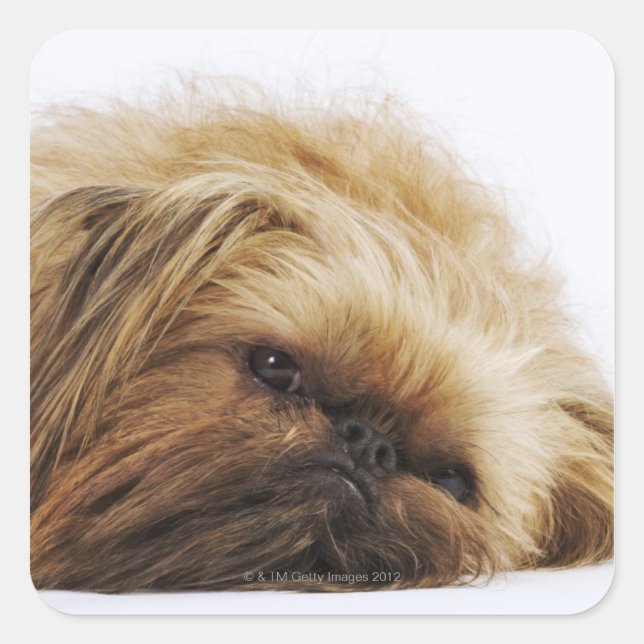 Pekingese dog, close up square sticker (Front)
