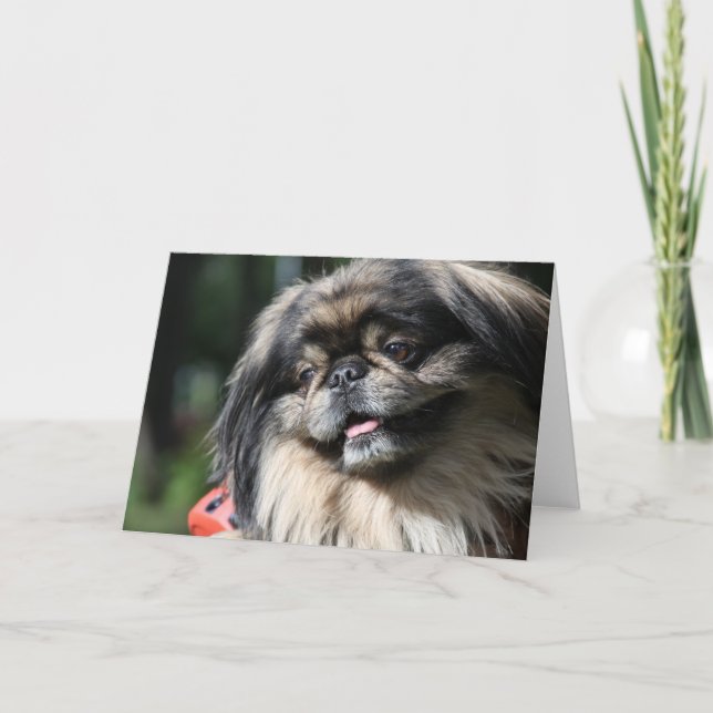 Pekingese dog greeting card (Front)