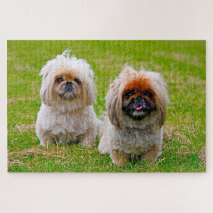 Pekingese Dog. Jigsaw Puzzle