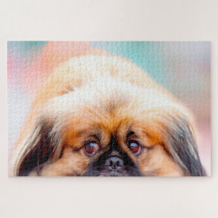 Pekingese Dog. Jigsaw Puzzle