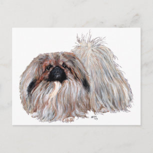 Pekingese Dog Standing Postcard