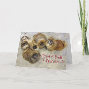 Pekingese Get Well Card