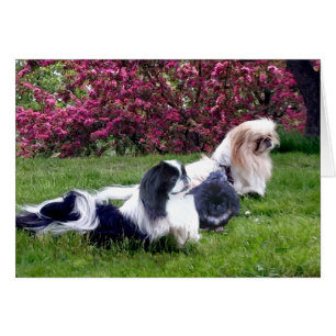 Pekingese Group in Springtime