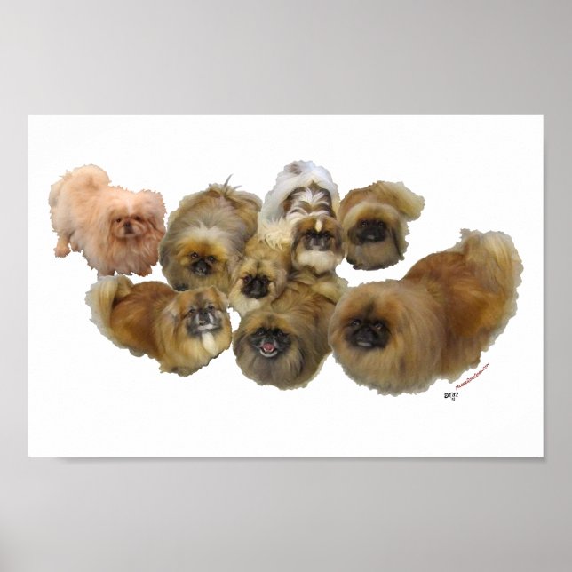 Pekingese Group Poster (Front)