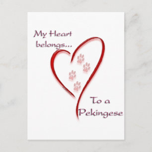 Pekingese Heart Belongs Postcard