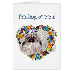 Pekingese in Pansies