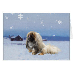 Pekingese in Winter