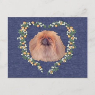 Pekingese Orange Blossoms Postcard