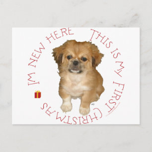 Pekingese Pup First Christmas Holiday Postcard