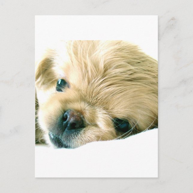 Pekingese Puppies Postcard (Front)