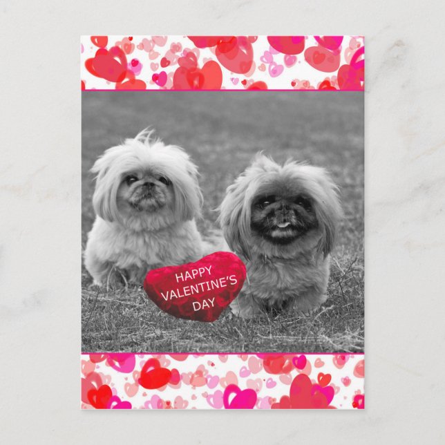 Pekingese Puppies wishing Happy Valentine's Day Holiday Postcard (Front)