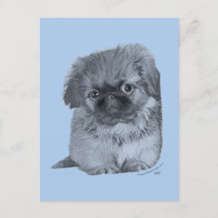 Pekingese Puppy Blue Postcard