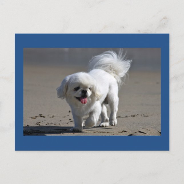 Pekingese Puppy Dog Blank Post Card (Front)
